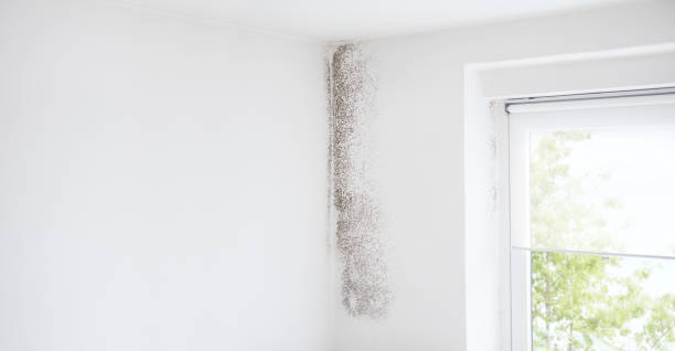 Best Mold Damage Restoration  in Evanston, WY