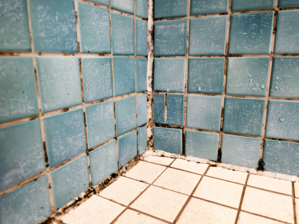 Best Emergency Mold Remediation  in Evanston, WY