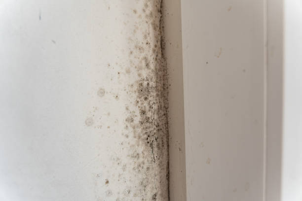 Mold Remediation for Vacation Homes in Evanston, WY