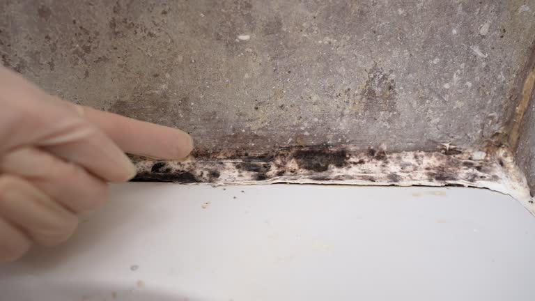 Best Mold Remediation for Healthcare Facilities  in Evanston, WY